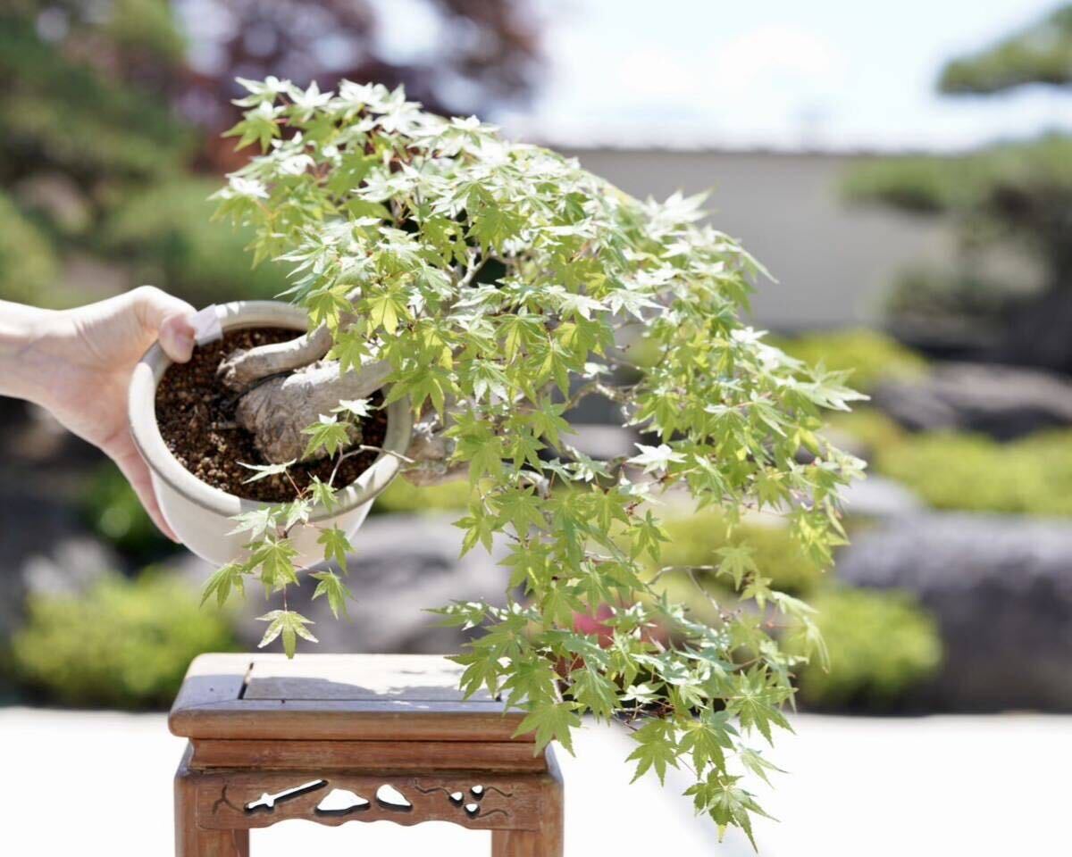 [. bonsai ].. regular early stage work mountain . leaf shohin bonsai ..50 year 