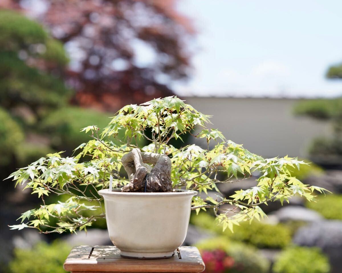 [. bonsai ].. regular early stage work mountain . leaf shohin bonsai ..50 year 
