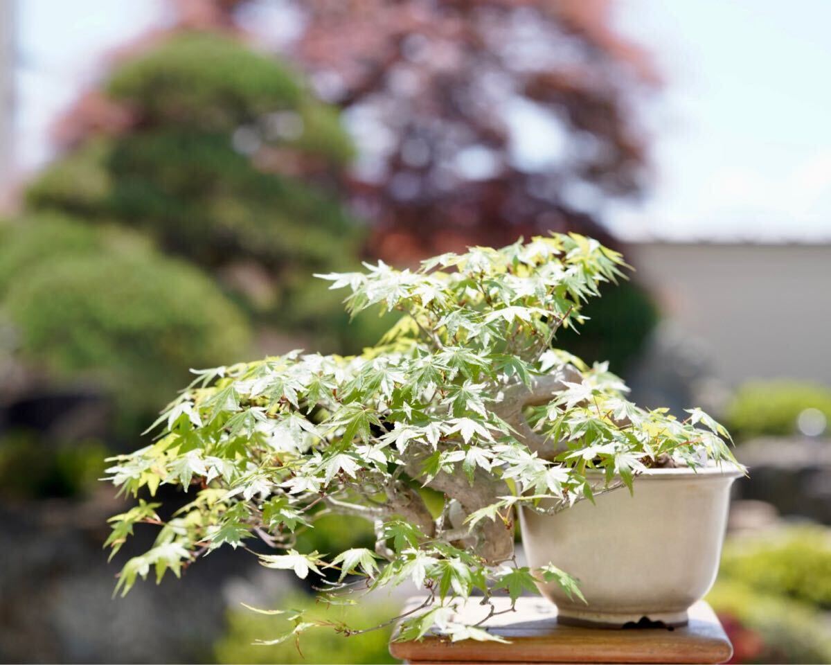 [. bonsai ].. regular early stage work mountain . leaf shohin bonsai ..50 year 