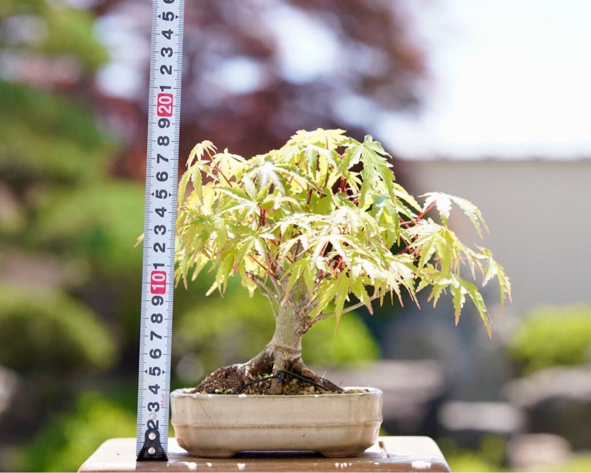 [. bonsai ] mountain . leaf shohin bonsai 