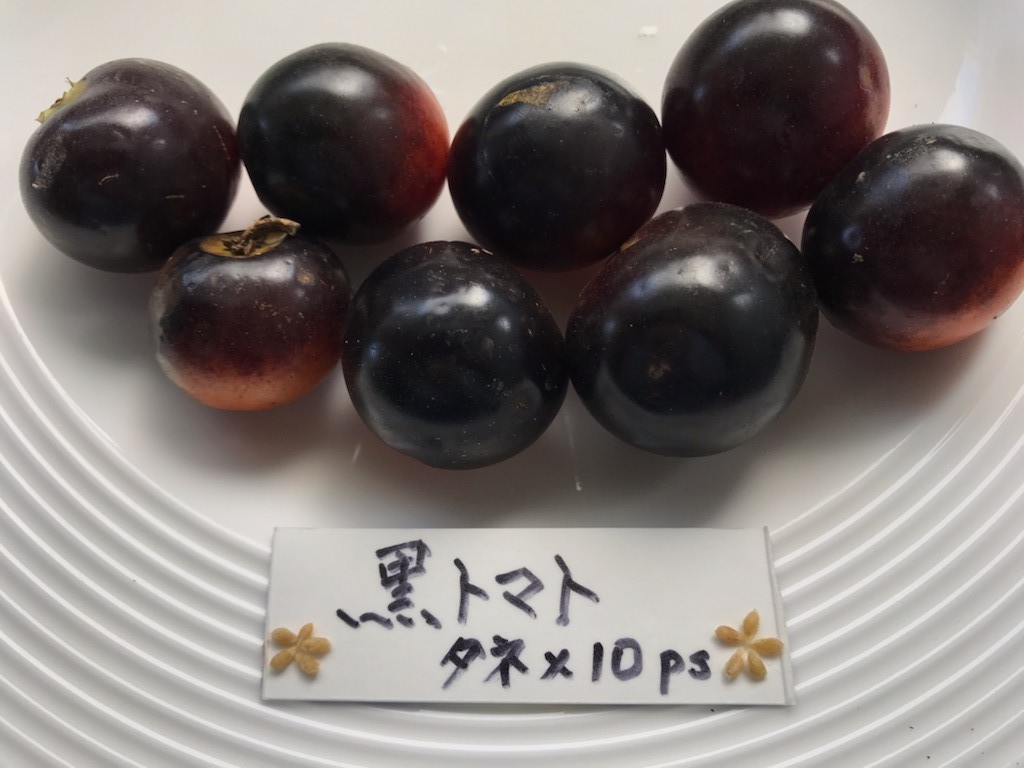 黒トマト フランス原産 在来種（果重：15ｇ～３５ｇ） タネ１０粒 ￥200スタートの画像2