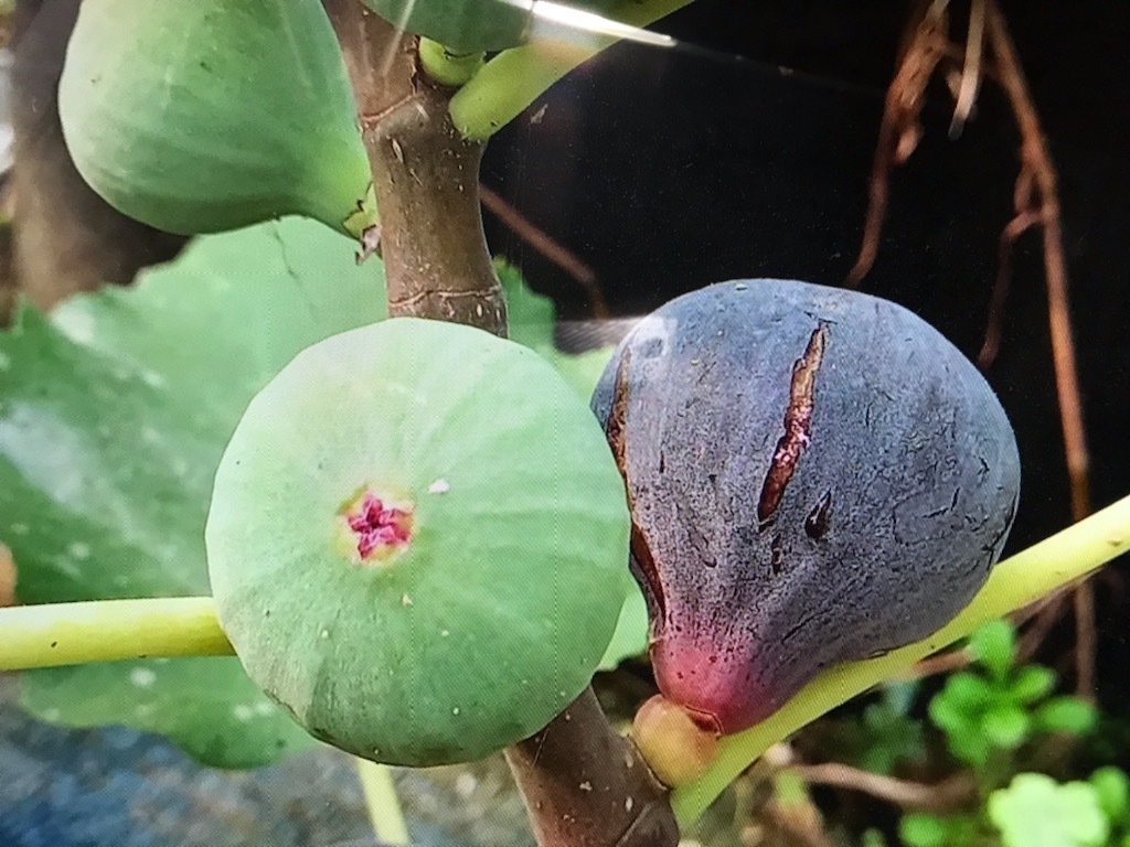 V黒皮赤色果肉イチジク ブラック・マディラ【Black Madeira】挿し木、および接ぎ木用穂木、Φ18㎜　休眠枝１本　￥1000スタート_豊産の有望