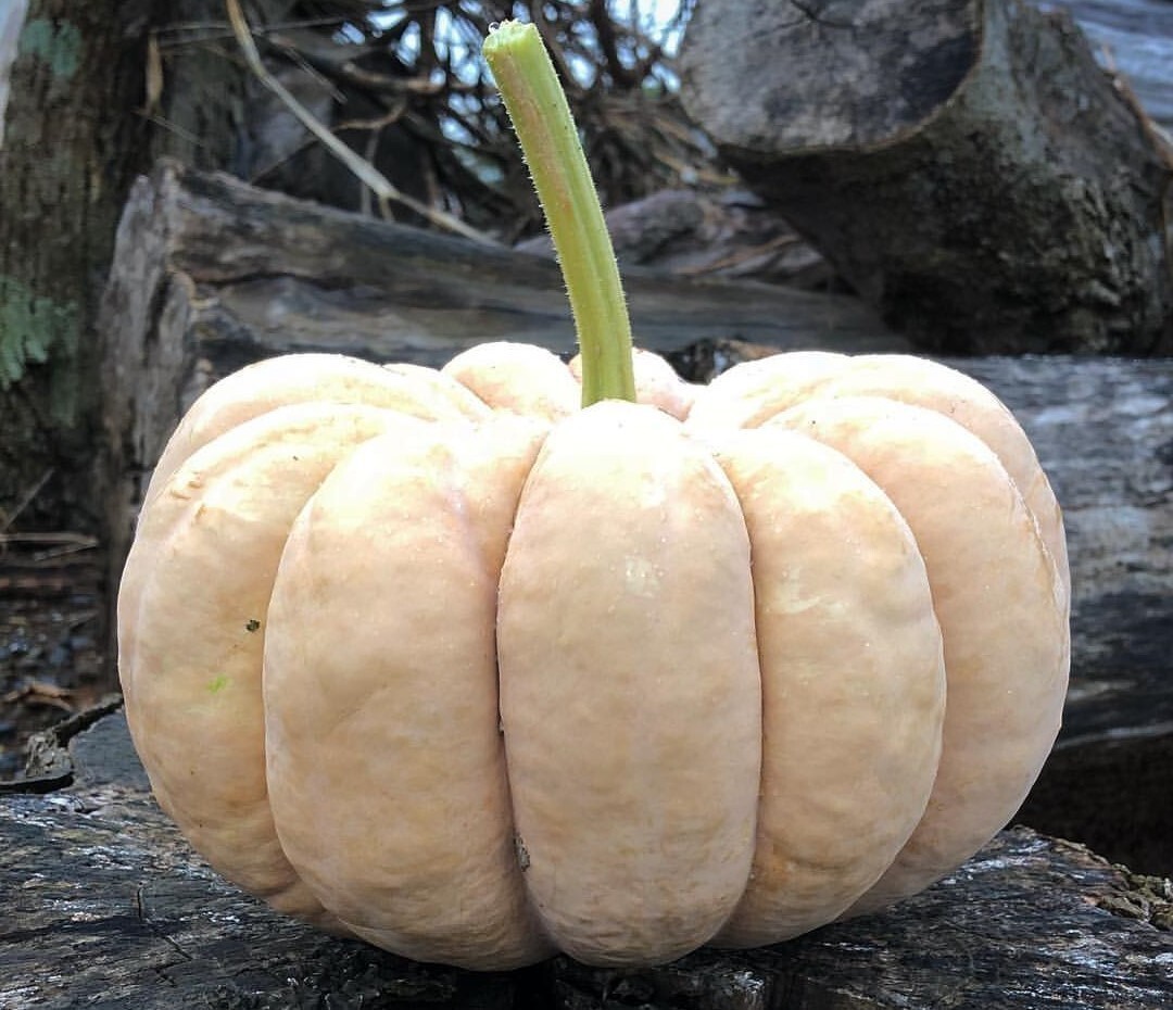 日本かぼちゃ 白皮砂糖南瓜 在来種　たね１０粒 ￥２００スタート_日本かぼちゃ 白皮砂糖南瓜