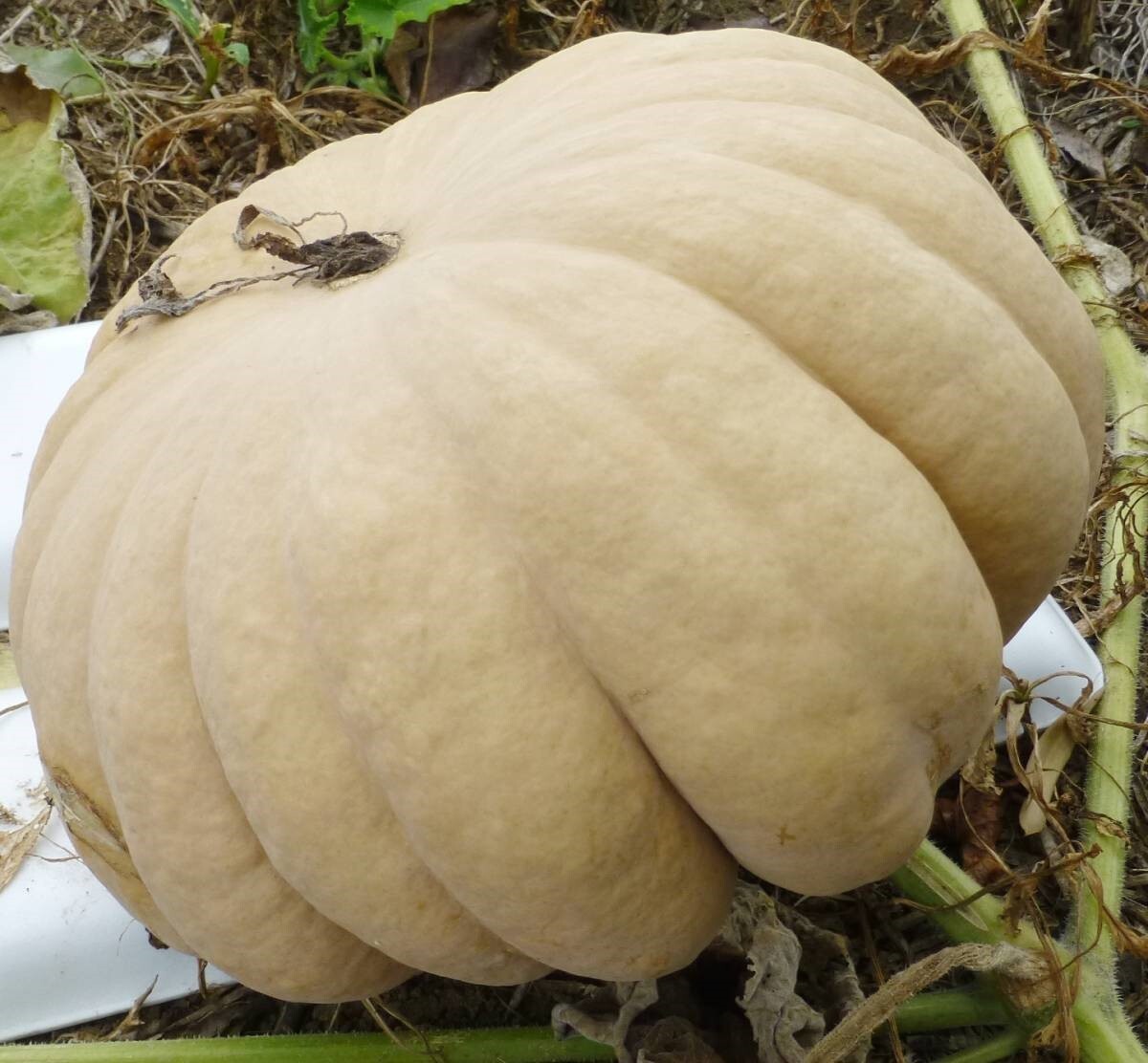 日本かぼちゃ 白皮砂糖南瓜 在来種　たね１０粒 ￥２００スタート_尻、綺麗になるように発泡トレー敷き