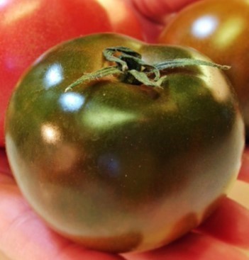 黒トマト フランス原産 在来種（果重：15ｇ～３５ｇ） タネ１０粒 ￥200スタートの画像8