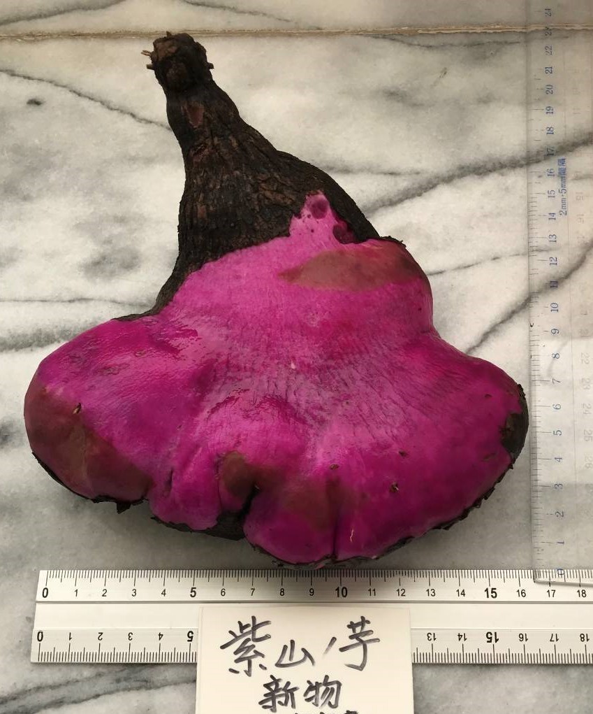 紫山芋むかご （栽培用）紫山芋のムカゴ 　Fー９個 　重さ205ｇ ￥1000_11月に収穫：新物の素肌
