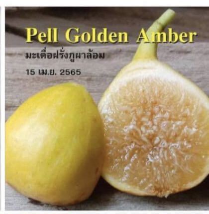 いちじく穂木 Pell Golden Amber 1本の画像3