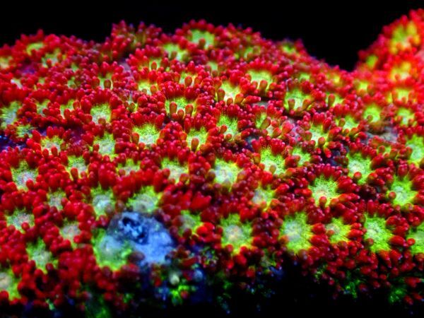 *レア個体 Red Multi* 【ソマリアハナガササンゴ】 ≪蓮花≫ #サンゴ #コーラルの画像2