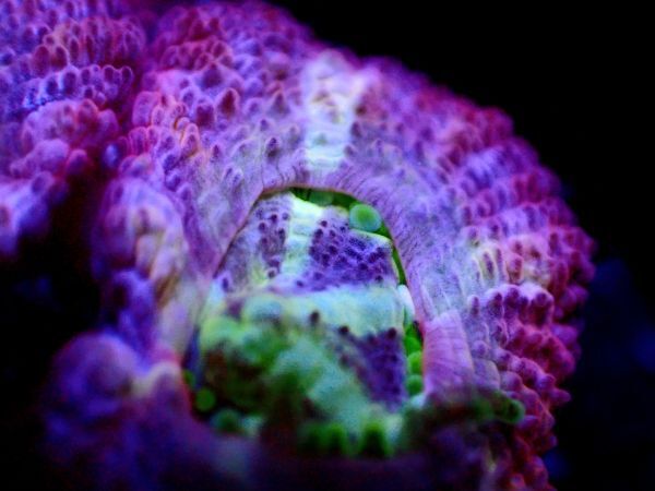 *美カラー Purple Multi* 【カクオオトゲキクメイシ】 ≪蓮花≫ #サンゴ #コーラルの画像4
