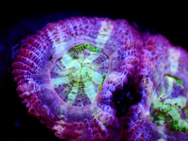*美カラー Purple Multi* 【カクオオトゲキクメイシ】 ≪蓮花≫ #サンゴ #コーラルの画像2