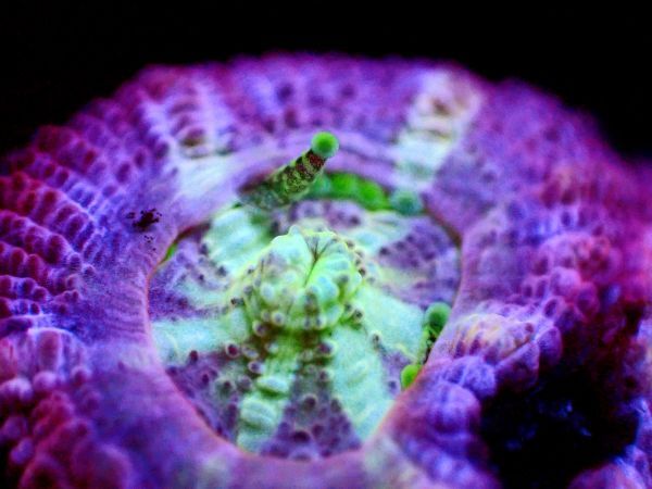 *美カラー Purple Multi* 【カクオオトゲキクメイシ】 ≪蓮花≫ #サンゴ #コーラルの画像3