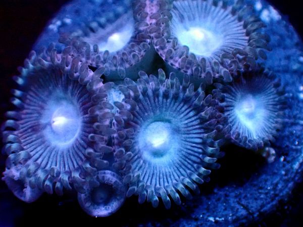*美個体 多粒 Ice Blue* 【マメスナ】 ≪蓮花≫　#サンゴ #コーラル_画像4