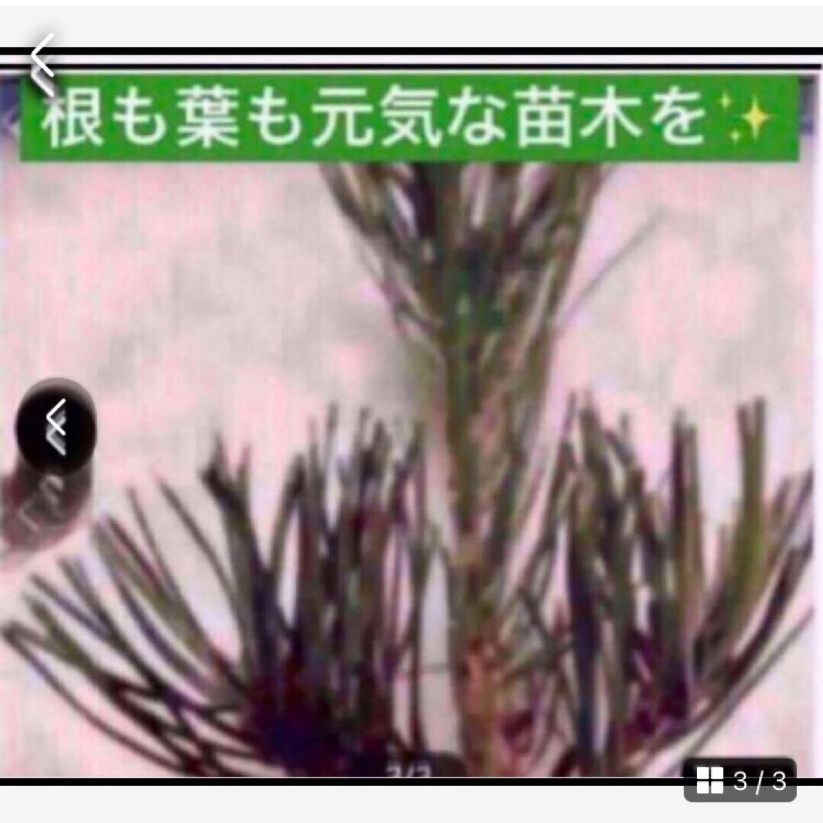 お得２本　春に備えて適期【赤松苗木　少し大きめで安心】植え付け説明書付