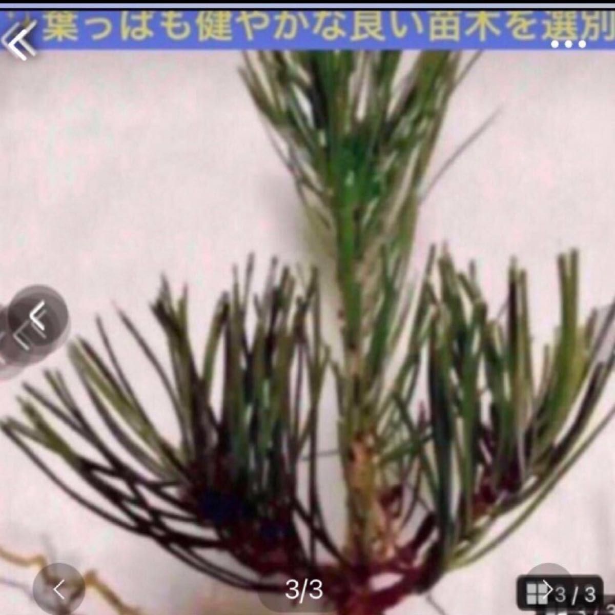 植え付け適期【赤松苗木　2.3年生苗木で安心】植え付け説明書付　天然成分活力剤付を