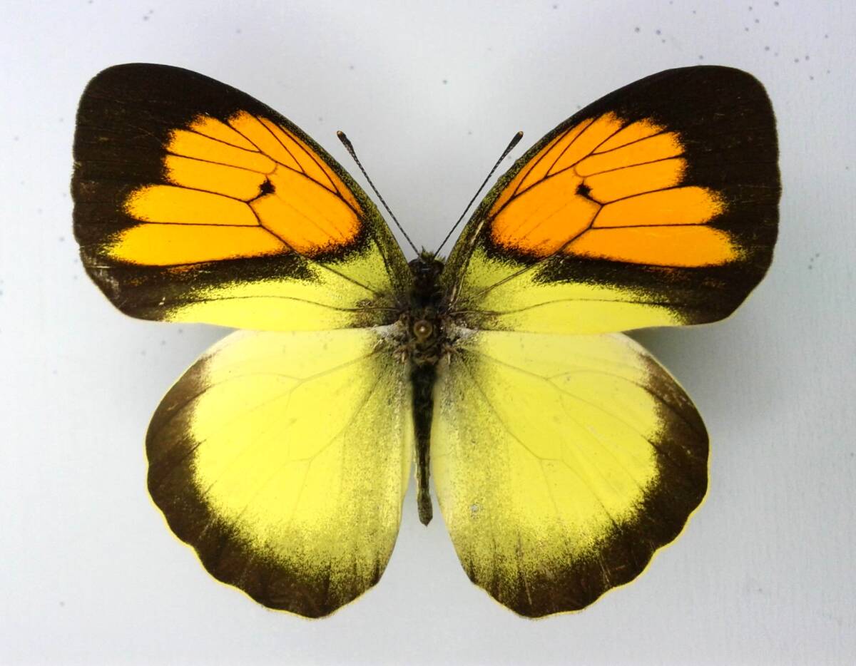  бабочка образец женский белый kichoupyrene * Taiwan 