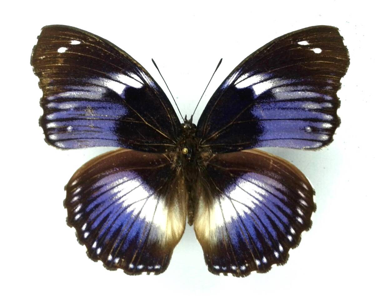  butterfly specimen sa The Nami purple salmacis * Uganda