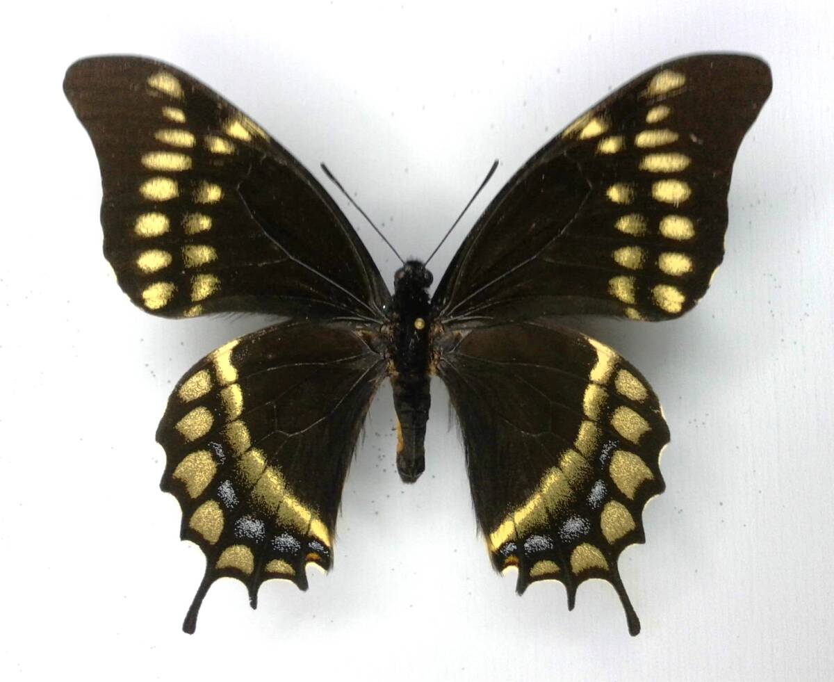  бабочка образец mitsu или ge - warscewiczii * PERU