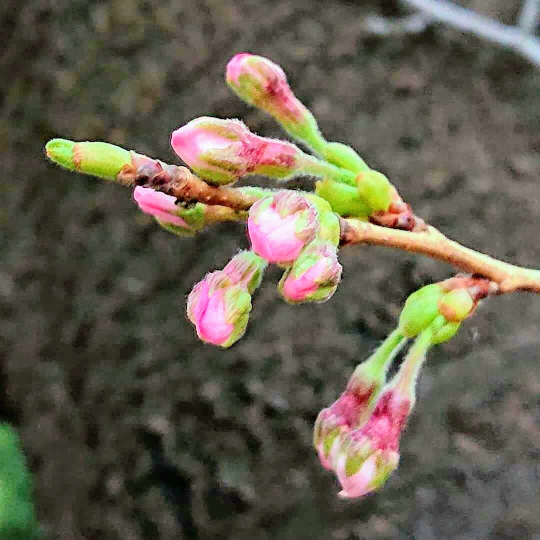 ♪♪ 日本の春を代表する桜 満開です！！ 染井吉野（ソメイヨシノ） １年生 苗木 ♪♪の画像4