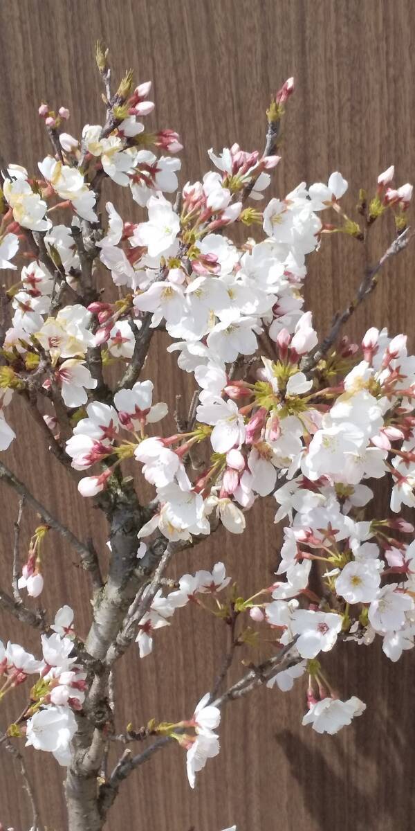 ♪ 日本の春を代表する桜 染井吉野（ソメイヨシノ） 開花しました 鉢入れ 同等品を発送 ♪の画像2