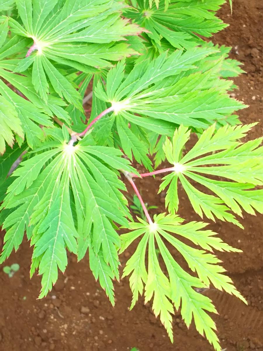 **momiji leaf .... feather . wide .. sama . feeling popular goods kind [ Mai ..]. seeds kind 40 bead bonsai also 2023 year 11 month . taking **
