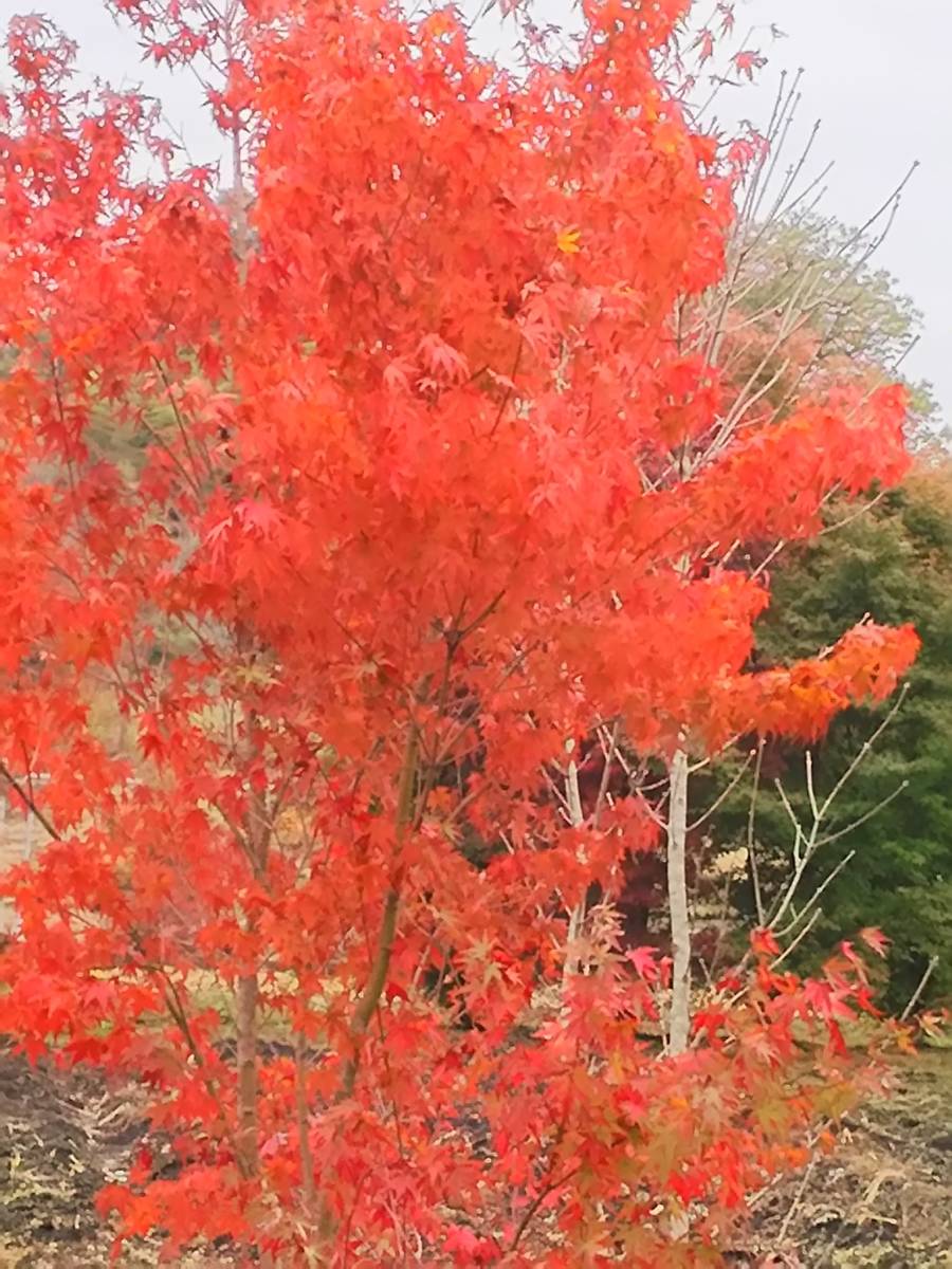 * клен [iro - momiji] АО . высота., низ часть из 120~150 см передний и задний (до и после) ширина 50 см передний и задний (до и после) такой же и т.п. товар . отправка *