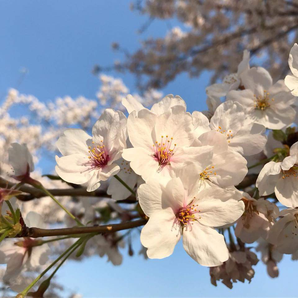 ♪ 日本の春を代表する桜 染井吉野（ソメイヨシノ） 開花寸前 鉢入れ ♪の画像3