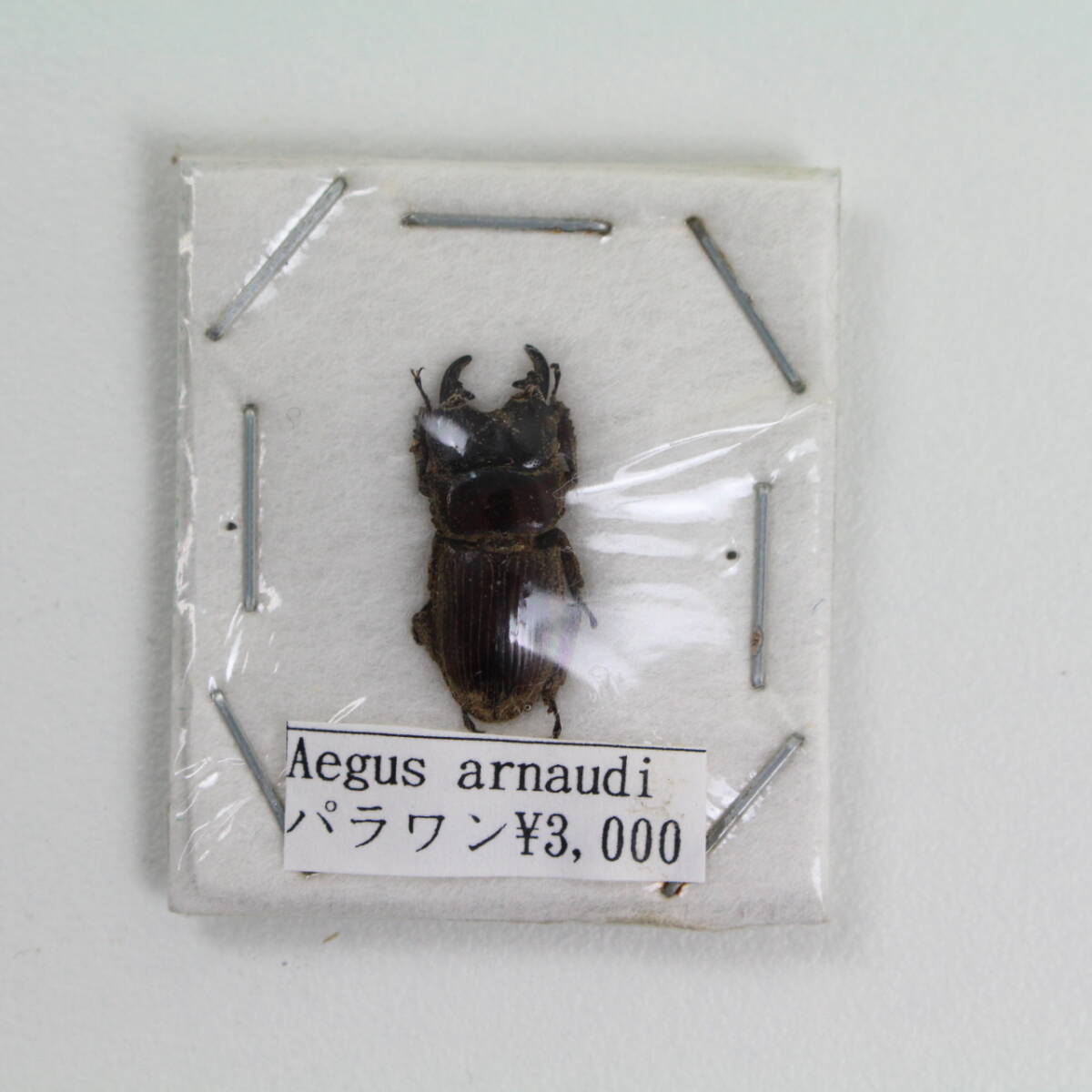 中古◆昆虫標本 クワガタムシ カスタノプテルスマルバネクワガタ スペンスノコギリクワガタ Aegus parallelus等 海外◆0409a_画像8