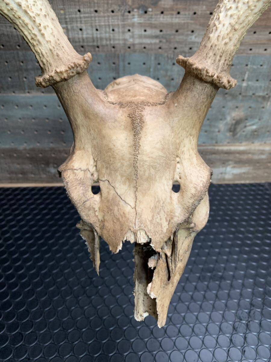 レア 天然 鹿頭骨 トロフィー オブジェ NO.2の画像4