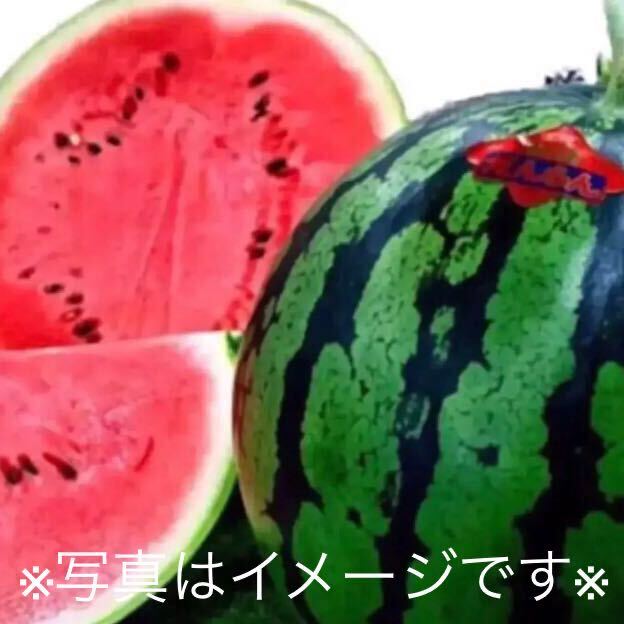 大人気シャキシャキ♪熊本植木すいかSサイズ2玉セット!減農薬