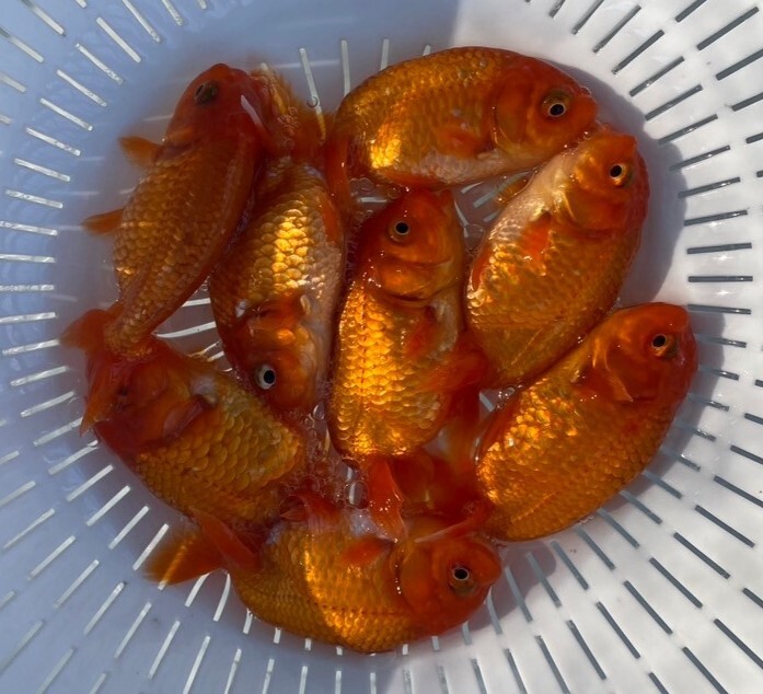 # Uno group golgfish two -years old fish #8 pcs set approximately 7~9cm#1-11 Saturday (4 day ) shipping..# shipping un- possible region equipped 