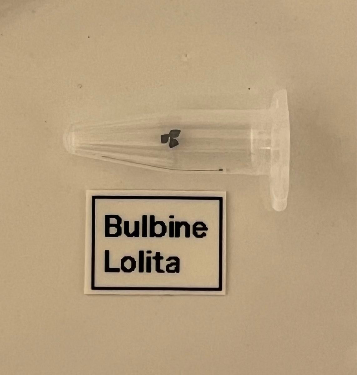 【ラスト8粒】Bulbine Lolita ブルビネロリータ ケープバルブ
