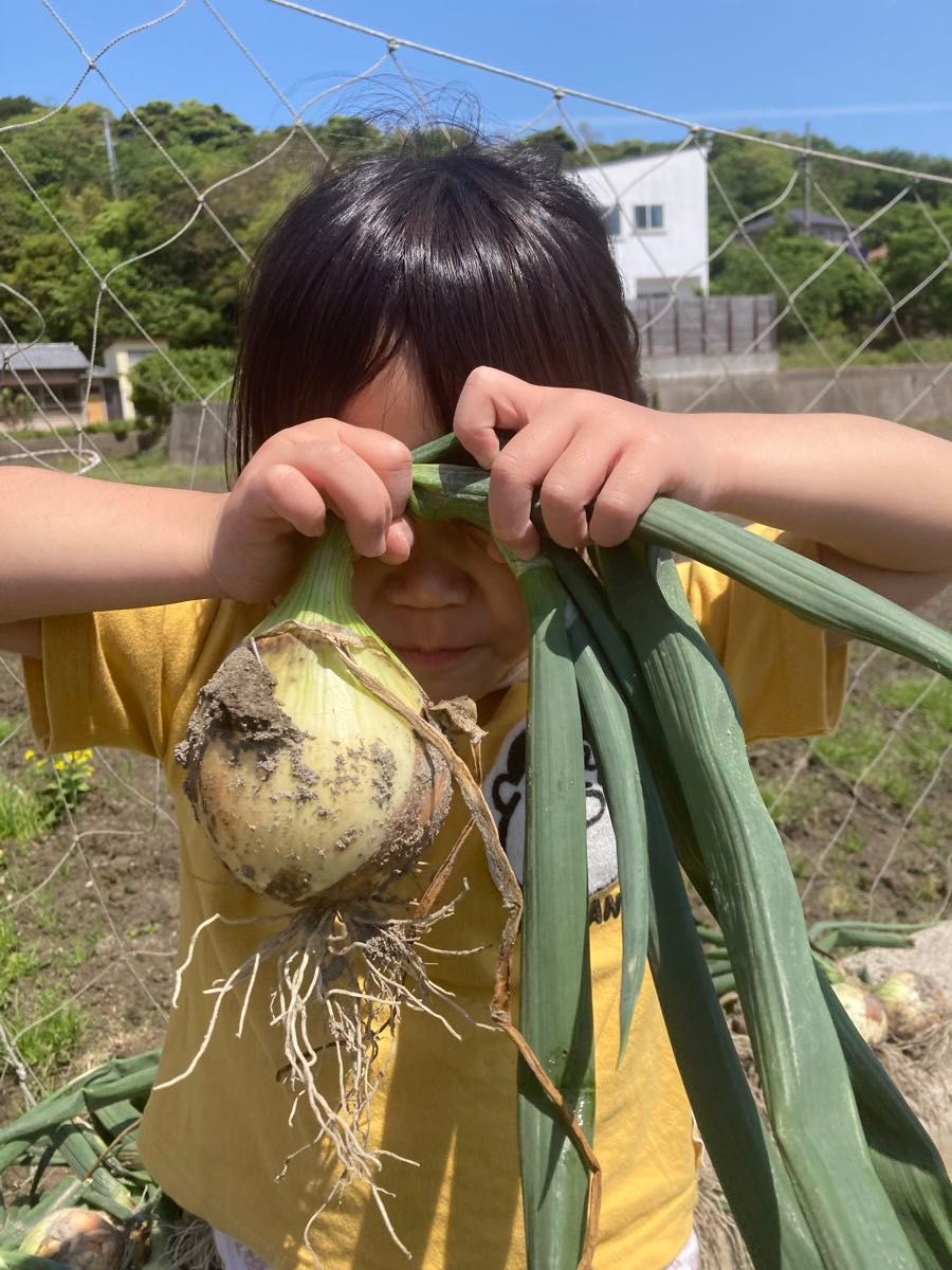 [農家直送]送料無料 淡路島産 新玉ねぎ 七宝早生 10kg 秀品