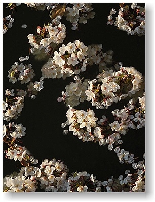 オリジナル フォト ポストカード 2019年 小田原桜 Vol.6 お堀に浮く桜_はがき印刷面　※ これはデータ画像です。