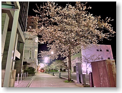オリジナル フォト ポストカード 2019年 小田原 桜 Vol.11 お堀端通り 入口付近の夜桜_はがき印刷面　※ これはデータ画像です。