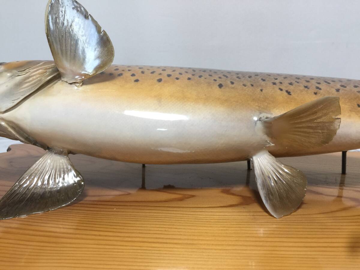 剥製　ブラウントラウト　全長約66cm　壁掛け　インテリア　オブジェ　検/岩魚/山女/ニジマス/レイクトラウト/中禅寺湖　　　　MS_画像9