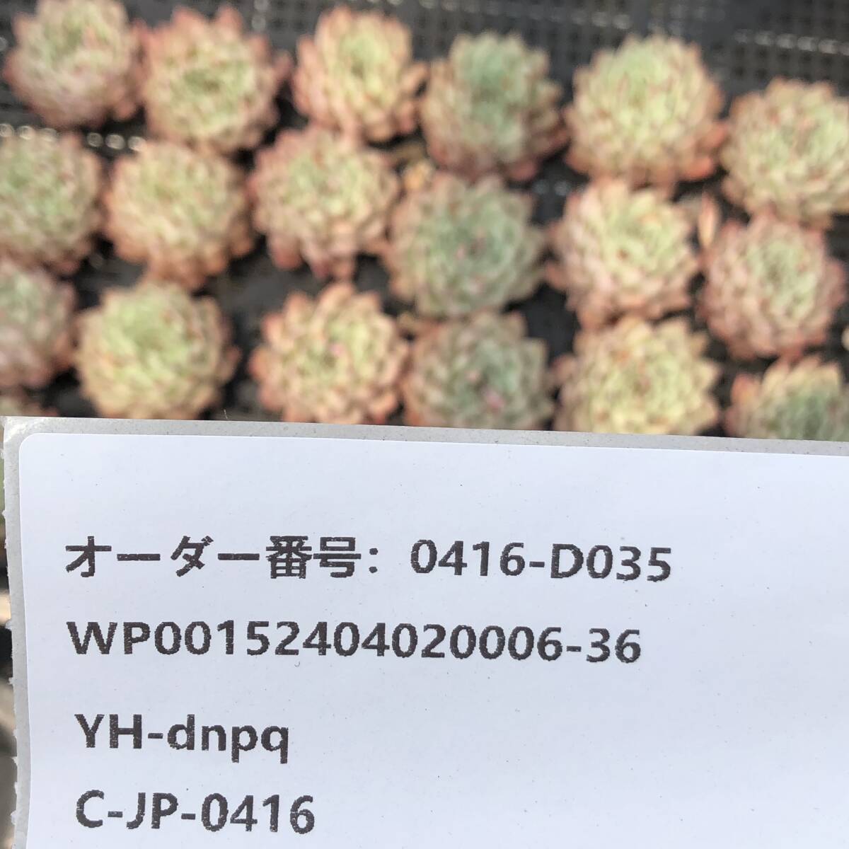 多肉植物24個 0416-D035 オリジナルザラゴーサ エケベリア カット苗 寄植えの画像3