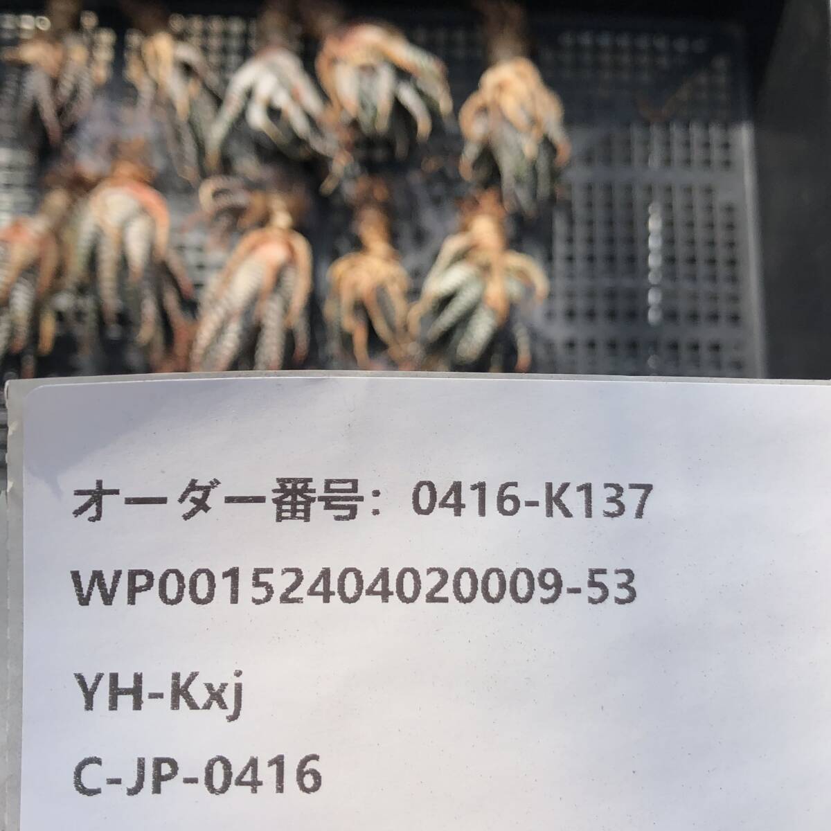 多肉植物14個 0416-K137 ハオルチア 鷹の爪 エケベリア カット苗 寄植えの画像3