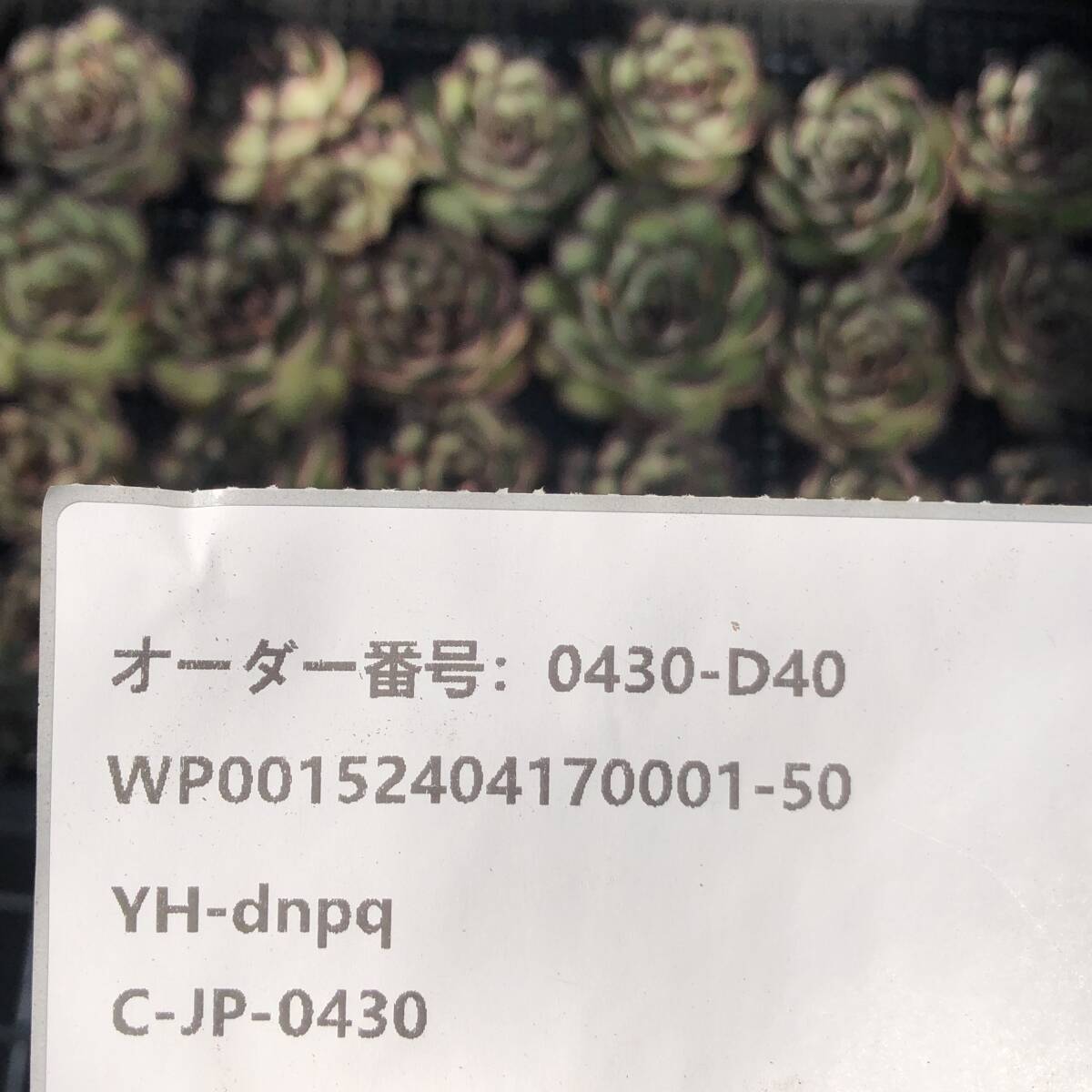 多肉植物24個 0430-D40 メキシコプリドニス エケベリア カット苗 寄植え_画像3