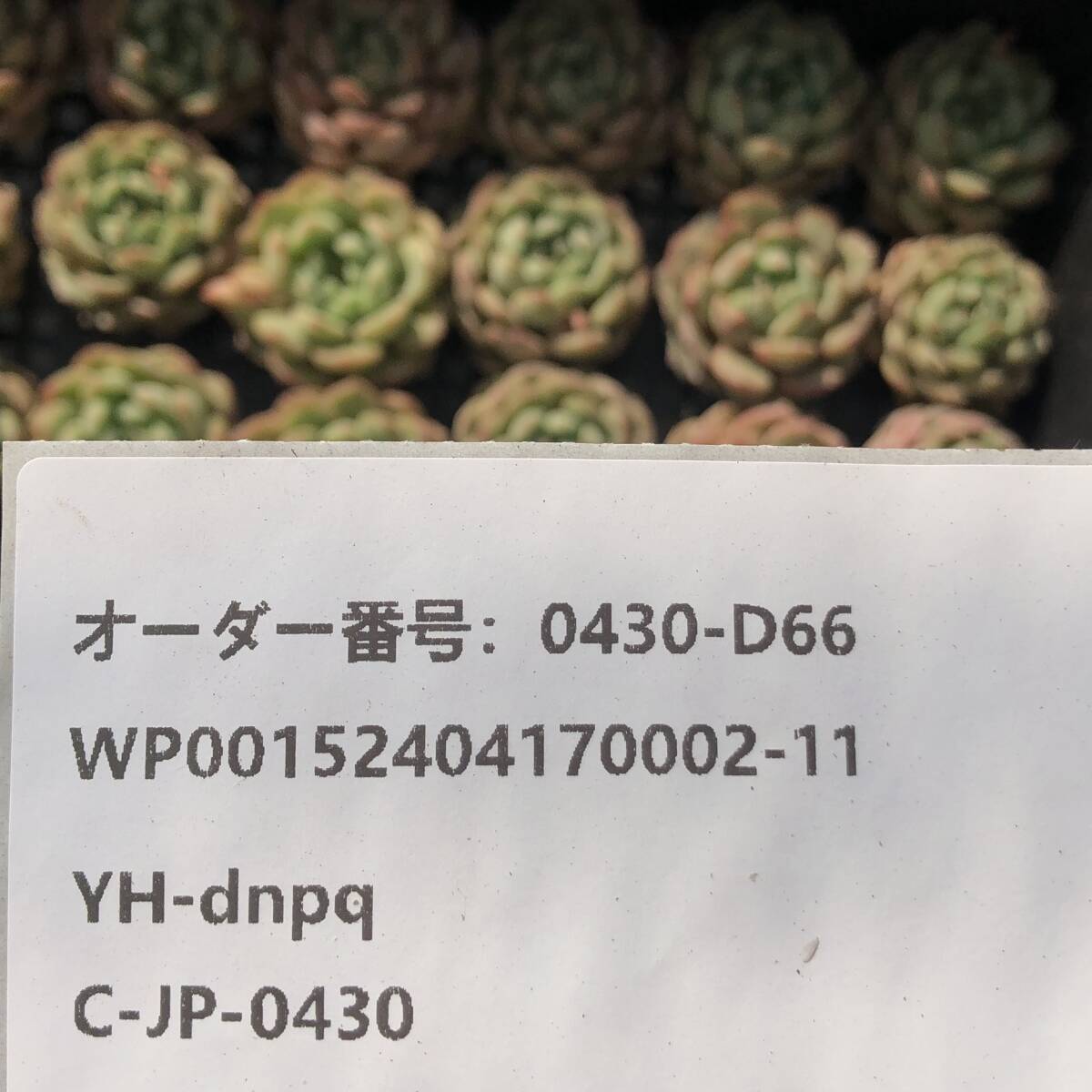 多肉植物24個 0430-D66 ゴールドスピンク エケベリア カット苗 寄植えの画像3