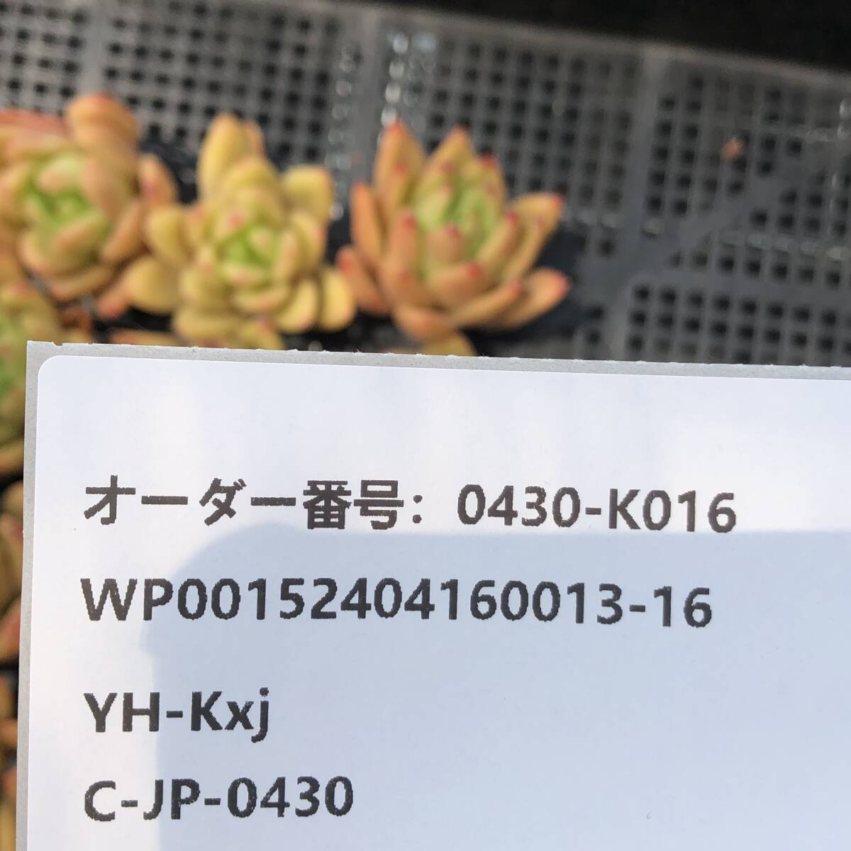 多肉植物18個 0430-K016 キューピッドhyb エケベリア カット苗 寄植え_画像3