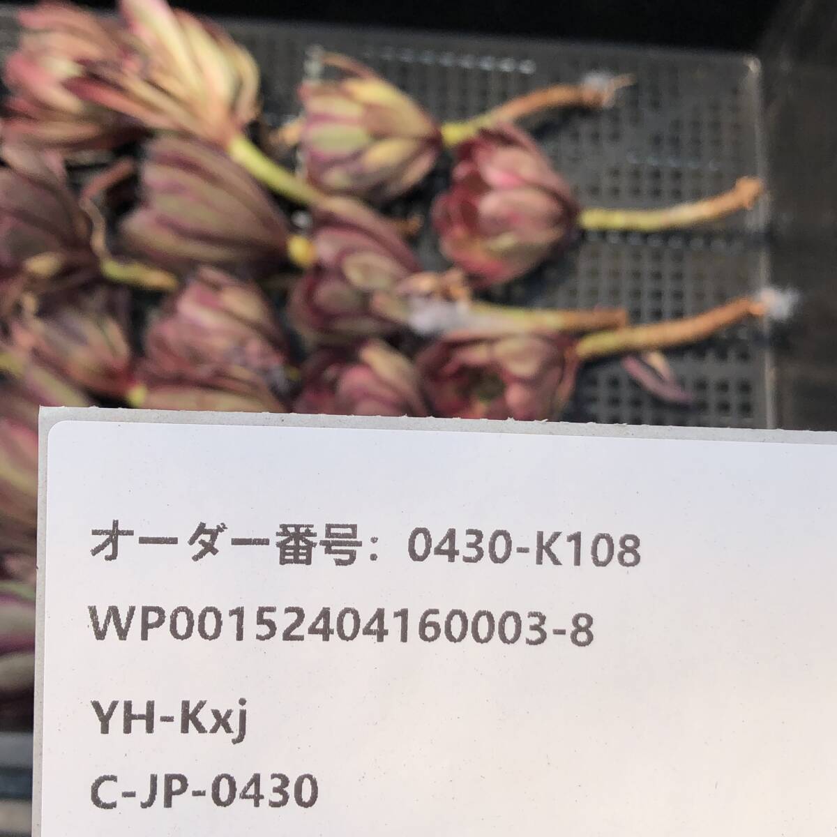 多肉植物 24個 0430-K108 アエオニウム ピンクグロー カット苗 寄植えの画像3