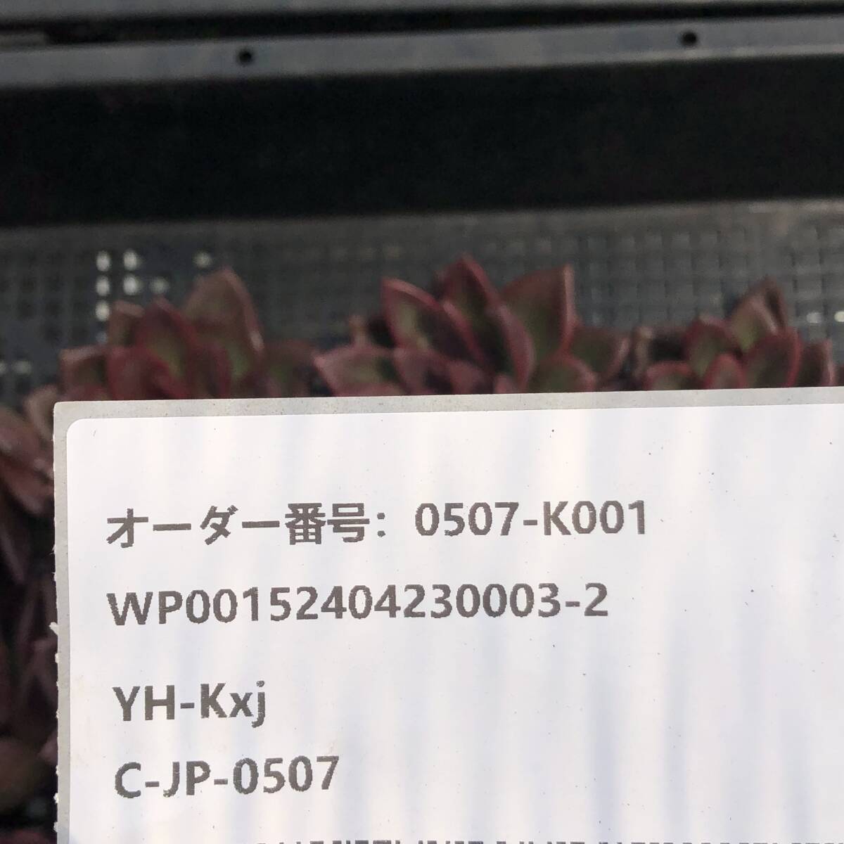 多肉植物18個 0507-K001 プレンティローズ エケベリア カット苗 寄植えの画像3