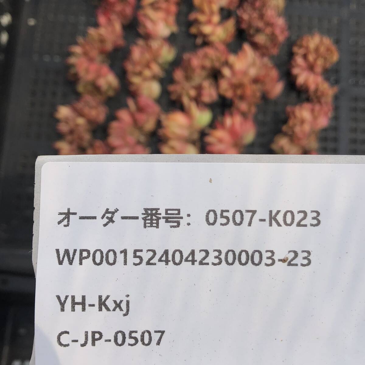 多肉植物19個 0507-K023 アイクソウル綴化 エケベリア カット苗 寄植え_画像3