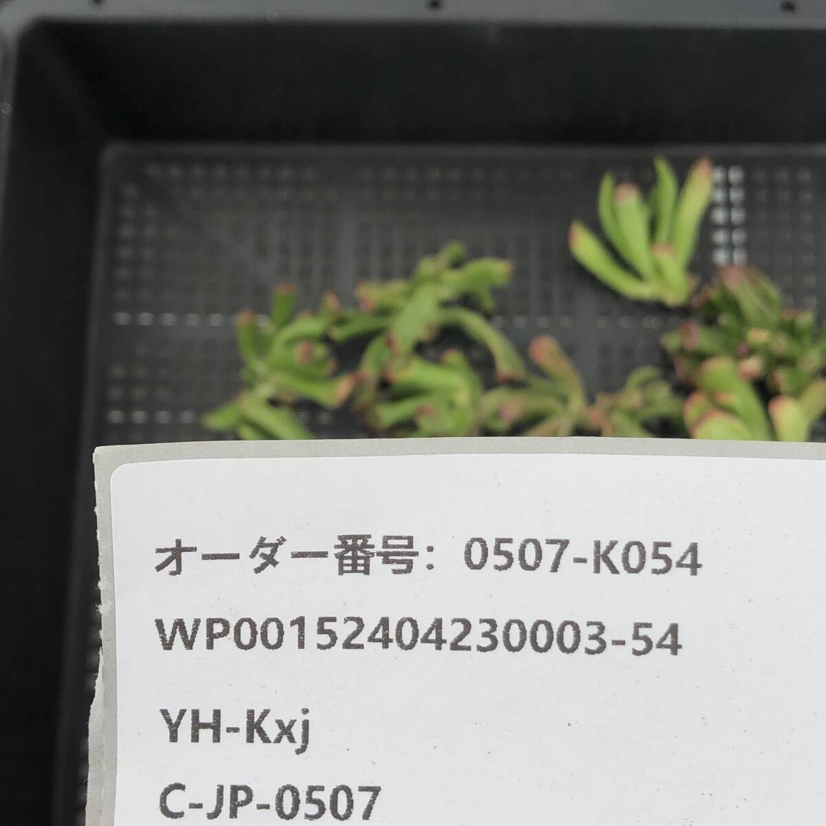 （5/6終了の商品と同梱ができます）多肉植物24個 0507-K054 エケベリア カット苗 寄植えの画像3