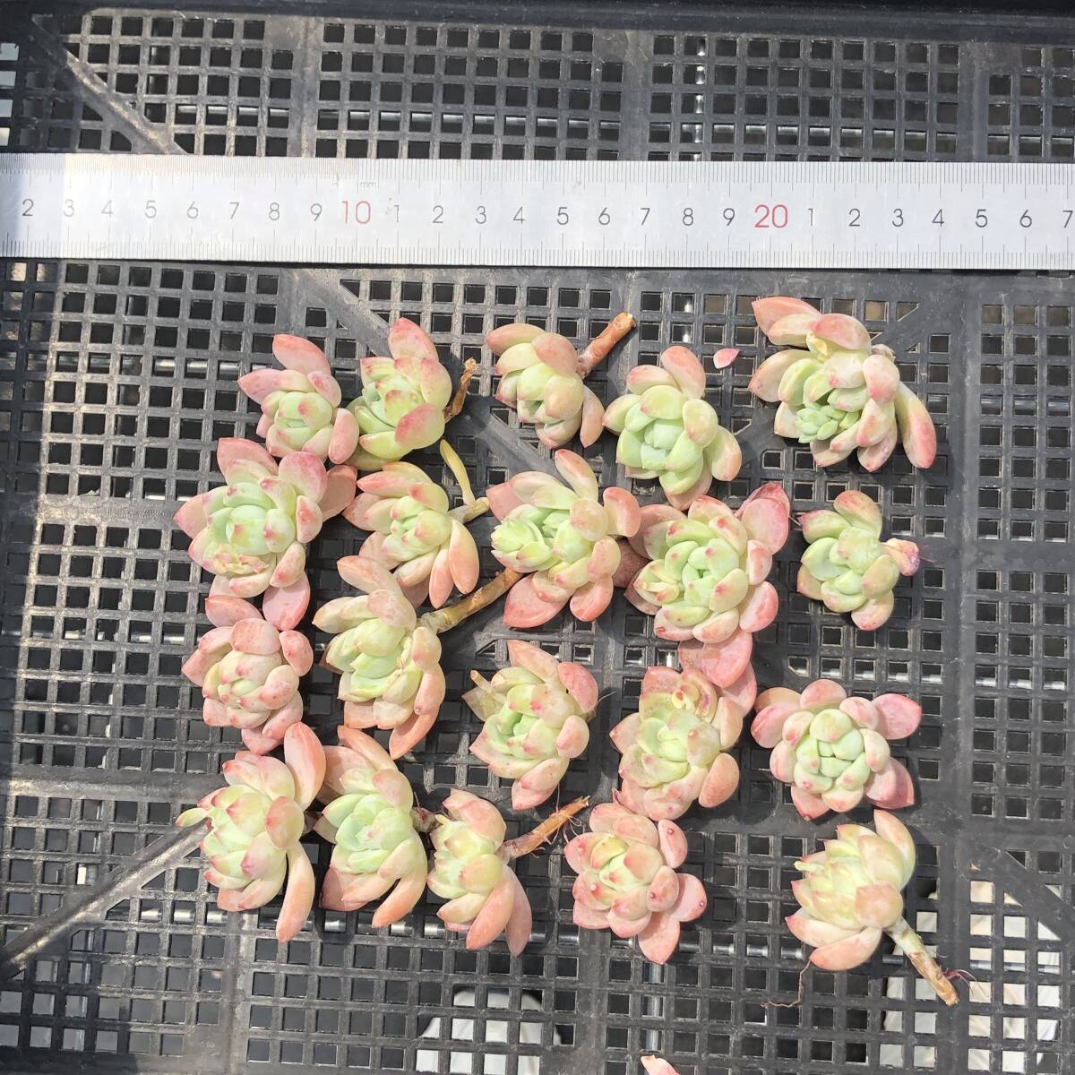 多肉植物20個 0507-K063 スモールピーチ エケベリア カット苗 寄植えの画像1