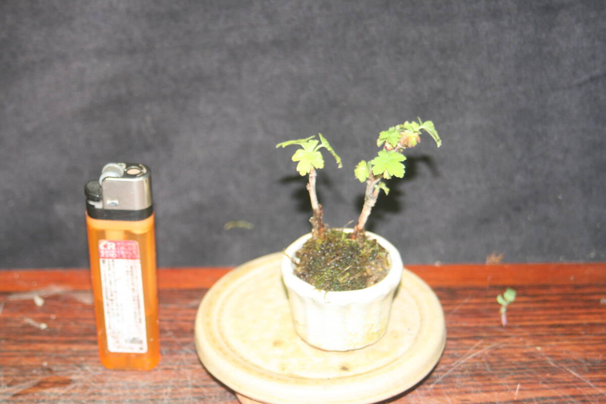 豆盆栽 藪サンザシの画像3