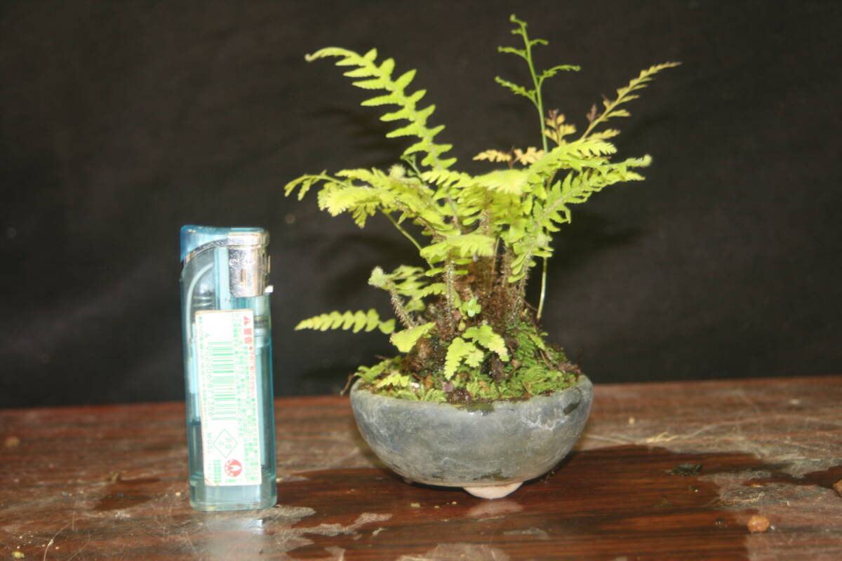 sida mini bonsai including in a package possible 