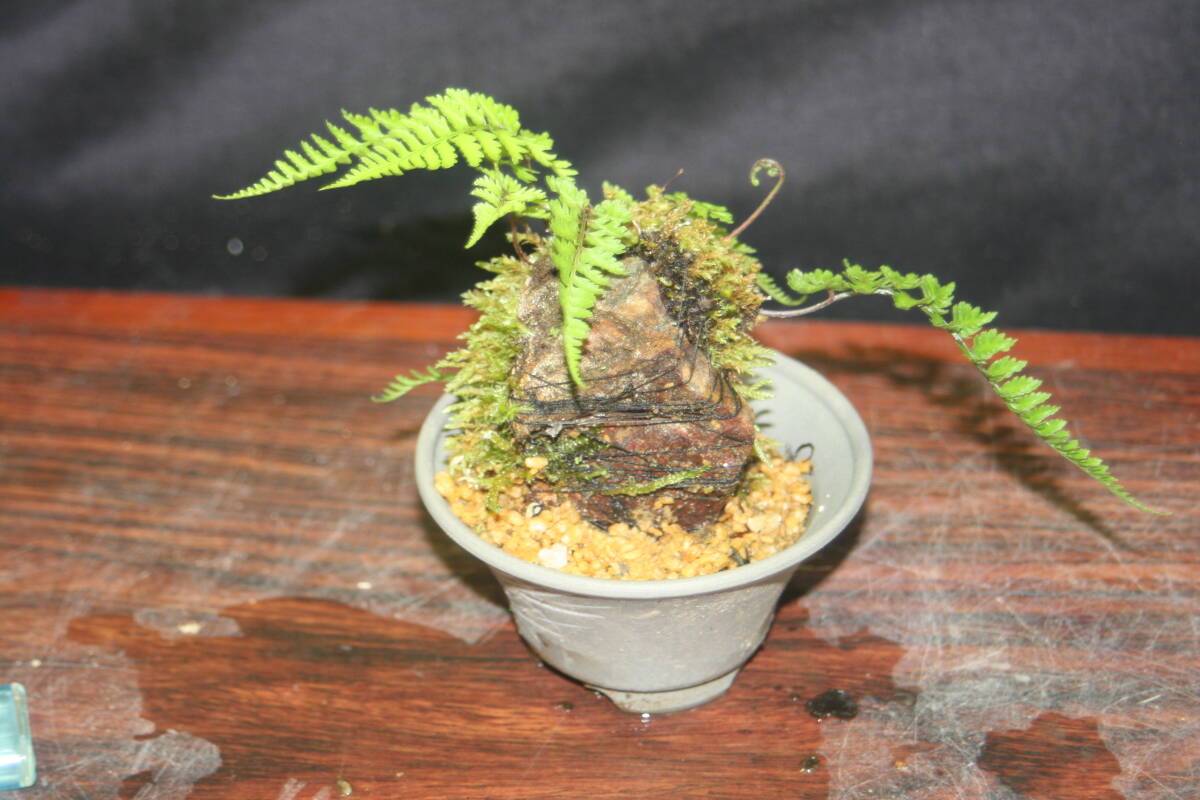 sida mini bonsai isi exist B pot putting exist only therefore stone .. take out . plate . put ... is possible to do 