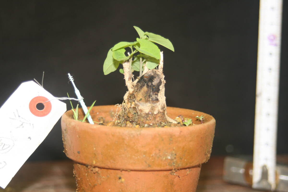 ウマノスズクサ③ （草本）苗 ジャコウアゲハの幼虫が食べるそうです 3日以内同梱可の画像2