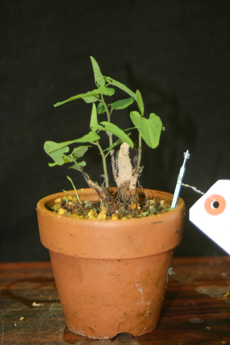 ウマノスズクサ① （草本）苗 ジャコウアゲハの幼虫が食べるそうです 3日以内同梱可の画像3